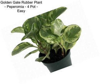Golden Gate Rubber Plant - Peperomia - 4\