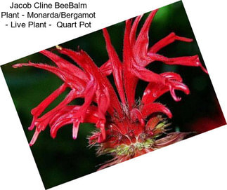 Jacob Cline BeeBalm Plant - Monarda/Bergamot - Live Plant -  Quart Pot