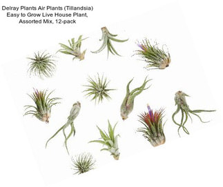 Delray Plants Air Plants (Tillandsia) Easy to Grow Live House Plant, Assorted Mix, 12-pack