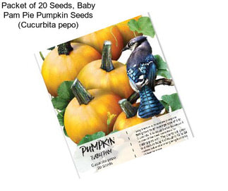 Packet of 20 Seeds, Baby Pam Pie Pumpkin Seeds (Cucurbita pepo)