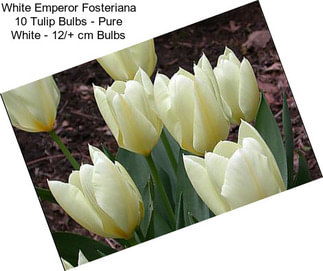 White Emperor Fosteriana 10 Tulip Bulbs - Pure White - 12/+ cm Bulbs