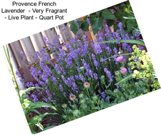 Provence French Lavender  - Very Fragrant - Live Plant - Quart Pot