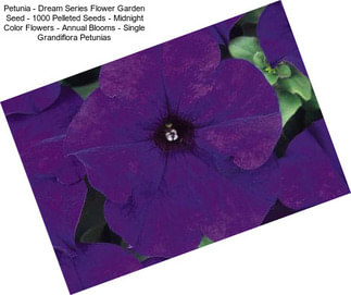 Petunia - Dream Series Flower Garden Seed - 1000 Pelleted Seeds - Midnight Color Flowers - Annual Blooms - Single Grandiflora Petunias