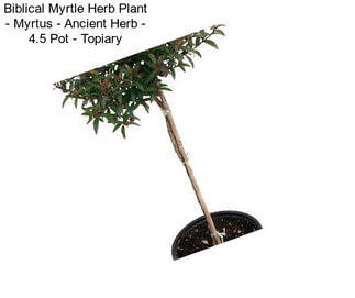 Biblical Myrtle Herb Plant - Myrtus - Ancient Herb - 4.5\