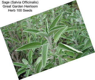 Sage (Salvia Officinalis) Great Garden Heirloom Herb 100 Seeds