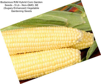 Bodacious R/M Hybrid Corn Garden Seeds - 5 Lb - Non-GMO, SE (Sugary Enhanced) Vegetable Gardening Seeds