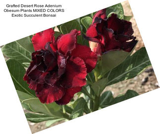 Grafted Desert Rose Adenium Obesum Plants MIXED COLORS Exotic Succulent Bonsai