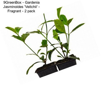 9GreenBox - Gardenia Jasminoides \'Veitchii\' - Fragrant - 2 pack