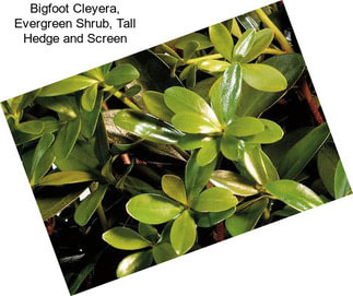 Bigfoot Cleyera, Evergreen Shrub, Tall Hedge and Screen