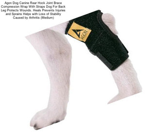 Agon Dog Canine Rear Hock Joint Brace Compression Wrap With Straps Dog For Back Leg Protects Wounds. Heals Prevents Injuries and Sprains Helps with Loss of Stability Caused by Arthritis (Medium)