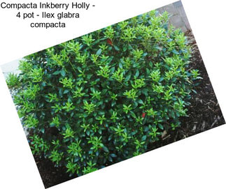 Compacta Inkberry Holly - 4\