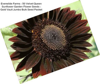 Everwilde Farms - 50 Velvet Queen Sunflower Garden Flower Seeds - Gold Vault Jumbo Bulk Seed Packet
