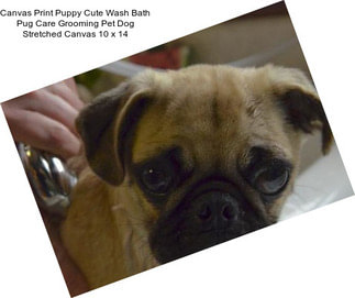 Canvas Print Puppy Cute Wash Bath Pug Care Grooming Pet Dog Stretched Canvas 10 x 14