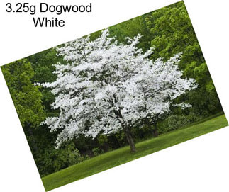 3.25g Dogwood White