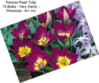 Persian Pearl Tulip 15 Bulbs - Very Hardy - Perennial - 6/+ cm