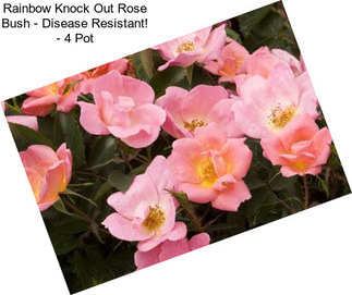 Rainbow Knock Out Rose Bush - Disease Resistant! - 4\