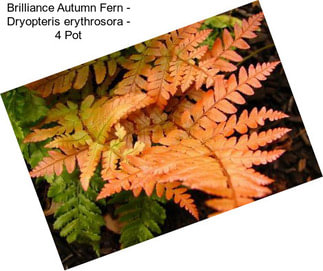Brilliance Autumn Fern - Dryopteris erythrosora - 4\