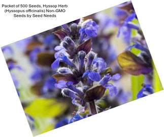 Packet of 500 Seeds, Hyssop Herb (Hyssopus officinalis) Non-GMO Seeds by Seed Needs