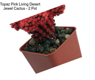 Topaz Pink Living Desert Jewel Cactus - 2\