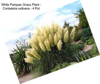 White Pampas Grass Plant - Cortaderia selloana - 4\