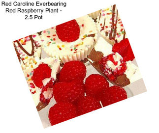 Red Caroline Everbearing Red Raspberry Plant - 2.5\