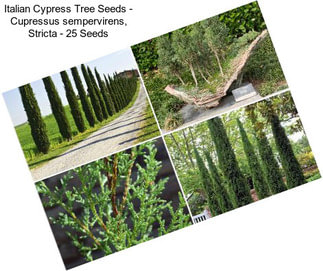 Italian Cypress Tree Seeds - Cupressus sempervirens, Stricta - 25 Seeds