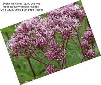 Everwilde Farms - 2000 Joe Pye Weed Native Wildflower Seeds - Gold Vault Jumbo Bulk Seed Packet