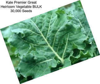 Kale Premier Great Heirloom Vegetable BULK 30,000 Seeds