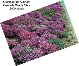 Outsidepride Aubrieta Cascade Seeds Mix - 2000 seeds