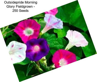 Outsidepride Morning Glory Fieldgrown - 250 Seeds