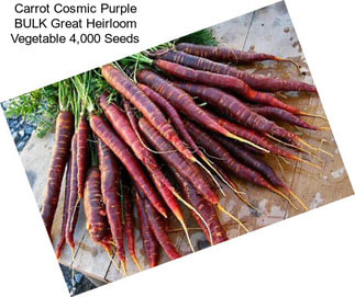 Carrot Cosmic Purple BULK Great Heirloom Vegetable 4,000 Seeds