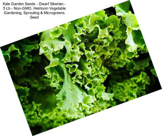 Kale Garden Seeds - Dwarf Siberian - 5 Lb - Non-GMO, Heirloom Vegetable Gardening, Sprouting & Microgreens Seed