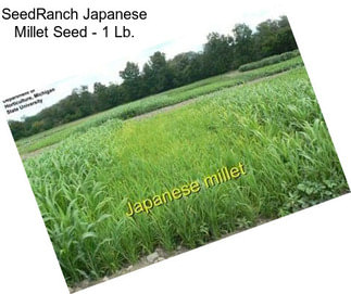 SeedRanch Japanese Millet Seed - 1 Lb.