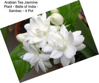 Arabian Tea Jasmine Plant - Belle of India - Sambac - 4\