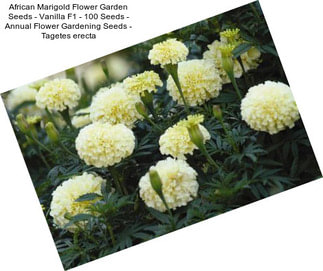 African Marigold Flower Garden Seeds - Vanilla F1 - 100 Seeds - Annual Flower Gardening Seeds - Tagetes erecta