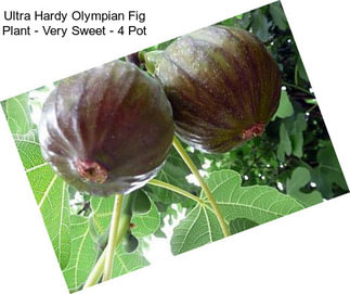 Ultra Hardy Olympian Fig Plant - Very Sweet - 4\