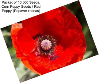 Packet of 10,000 Seeds, Corn Poppy Seeds / Red Poppy (Papaver rhoeas)