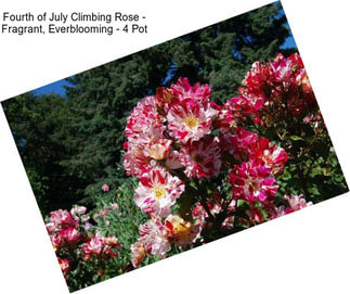 Fourth of July Climbing Rose - Fragrant, Everblooming - 4\