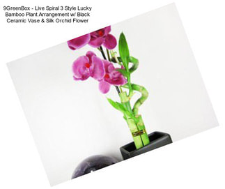 9GreenBox - Live Spiral 3 Style Lucky Bamboo Plant Arrangement w/ Black Ceramic Vase & Silk Orchid Flower