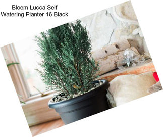 Bloem Lucca Self Watering Planter 16\