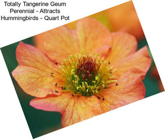 Totally Tangerine Geum Perennial - Attracts Hummingbirds - Quart Pot