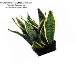 Futura Snake Plant, Mother-In-Law\'s Tongue, Barbershop Plant-Sanseveria - 6\