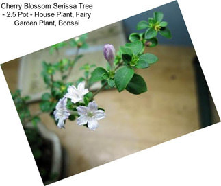 Cherry Blossom Serissa Tree - 2.5\