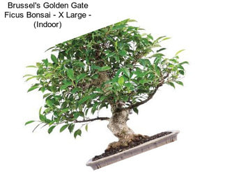 Brussel\'s Golden Gate Ficus Bonsai - X Large - (Indoor)