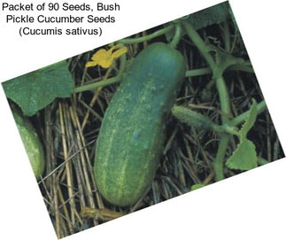 Packet of 90 Seeds, Bush Pickle Cucumber Seeds (Cucumis sativus)