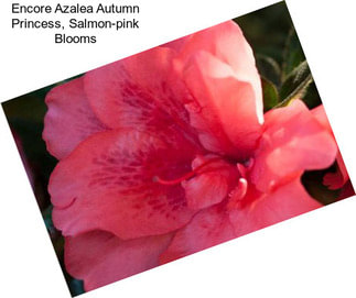 Encore Azalea Autumn Princess, Salmon-pink Blooms