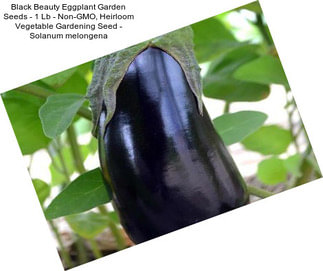 Black Beauty Eggplant Garden Seeds - 1 Lb - Non-GMO, Heirloom Vegetable Gardening Seed - Solanum melongena