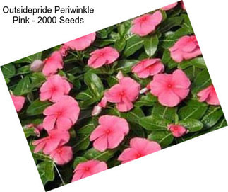 Outsidepride Periwinkle Pink - 2000 Seeds