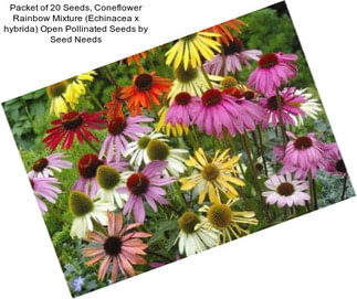 Packet of 20 Seeds, Coneflower \