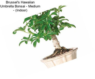 Brussel\'s Hawaiian Umbrella Bonsai - Medium - (Indoor)